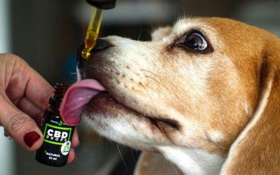 Uso clínico del cannabis medicinal en animales: el caso de Rosario
