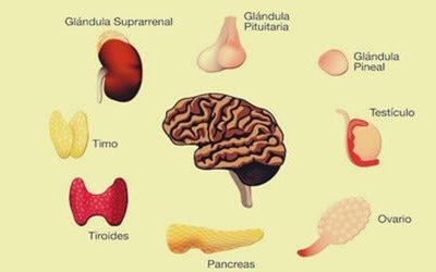 El potencial del cannabis como tratamiento de trastornos endocrinos