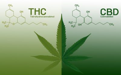 THC y CBD: ¿Cuál es la diferencia entre ambos cannabinoides?