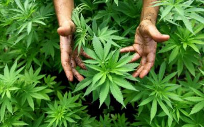 La Cámara de Representantes aprueba un proyecto de ley para despenalizar la marihuana a nivel federal