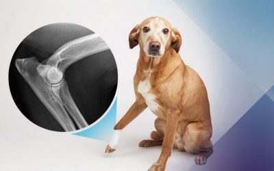 Un derivado del cannabis reduce el dolor de los perros con artritis