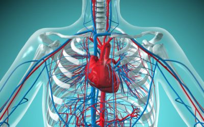 CBD y el sistema cardiovascular