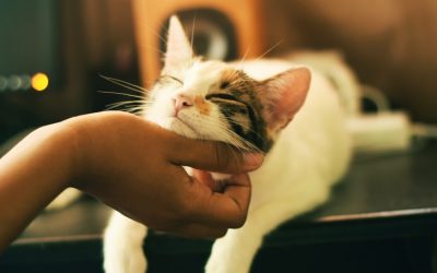 Aceite de CBD para gatos: todo lo que necesita saber