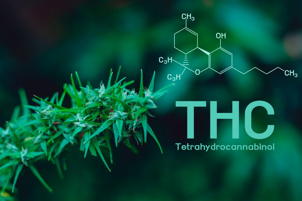  Qu Es El Tetrahidrocannabinol THC Clinica Del Canabis