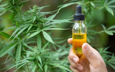 ¿Cómo identificar el aceite cannábico de calidad?