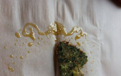 Todo sobre el rosin de cannabis