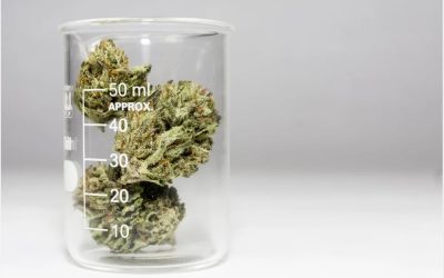 La cromatografía en el análisis de cannabis