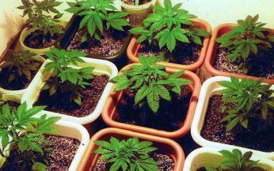 La Corte Suprema avaló el control estatal para autocultivo de cannabis para uso medicinal