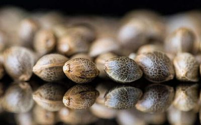 Aprueban la compra legal de semillas de cannabis en Argentina