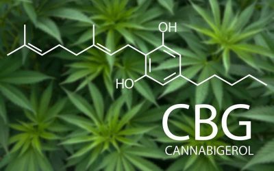 Qué es el CBG