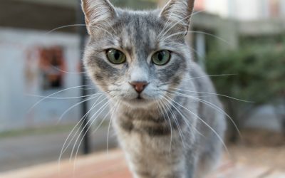CBD y su uso en Gatos