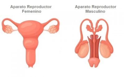 El sistema endocannabinoide en los sistemas reproductivos