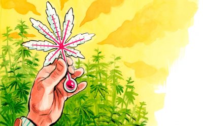 El cambio climático y el cannabis