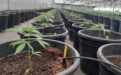 Trazabilidad: el nuevo desafío de los cannabicultores en Argentina