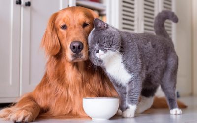 El efecto del cannabidiol en la proliferación de células neoplásicas caninas y la activación de la proteína quinasa activada por mitógeno durante la autofagia y la apoptosis