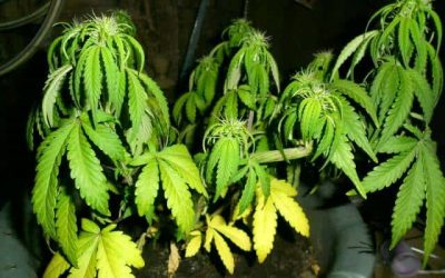 ¿Puedo demandar al Estado si secuestran mis plantas y las devuelven dañadas?