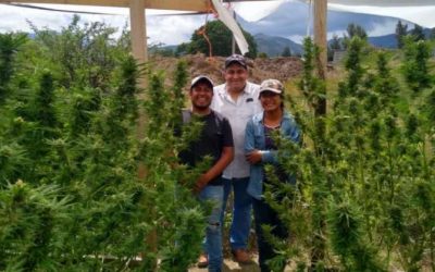 México: aprueban cultivo de cannabis a una comunidad indígena