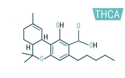 Cannabinoides ácidos: beneficios medicinales del THCa y el CBDa