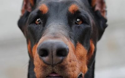 La historia de Titán, el perro que sufría un “trauma emocional” y fue tratado con aceite de cannabis