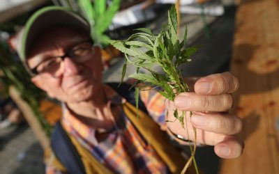 Qué efectos tiene la marihuana en las personas mayores de 65 años