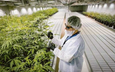 El Gobierno reglamentará la industria del cannabis: qué requisitos pedirá para poder producir legalmente