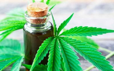 Reprocann: ONGs podrán cultivar cannabis legalmente para 150 usuarios