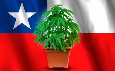 Chile promulga el derecho al autocultivo de cannabis medicinal