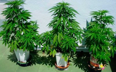 Consejos para cultivar en invierno