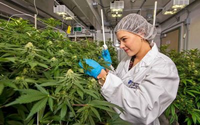 La Agencia Nacional de Cannabis emitirá las primeras licencias de producción