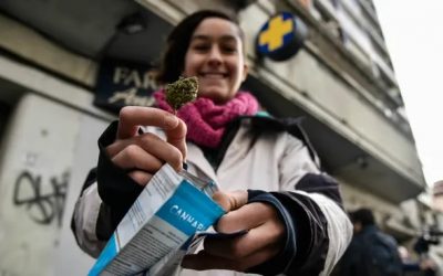 Uruguay logró que el 51% de los consumidores de cannabis acudan al mercado legal