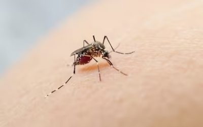 ¿Podemos usar cannabis si tenemos dengue?