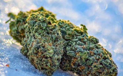 Aceite de CBD: apoyo para el sistema inmunológico en la temporada de frío