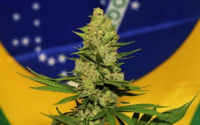 ¿Cuáles son los detalles de la despenalización del cannabis en Brasil?